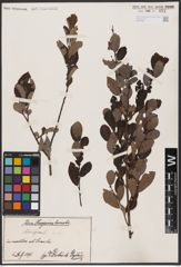 Foto von Salix aurita L.